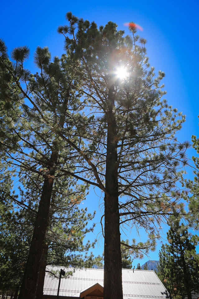 taking photographs into the sun