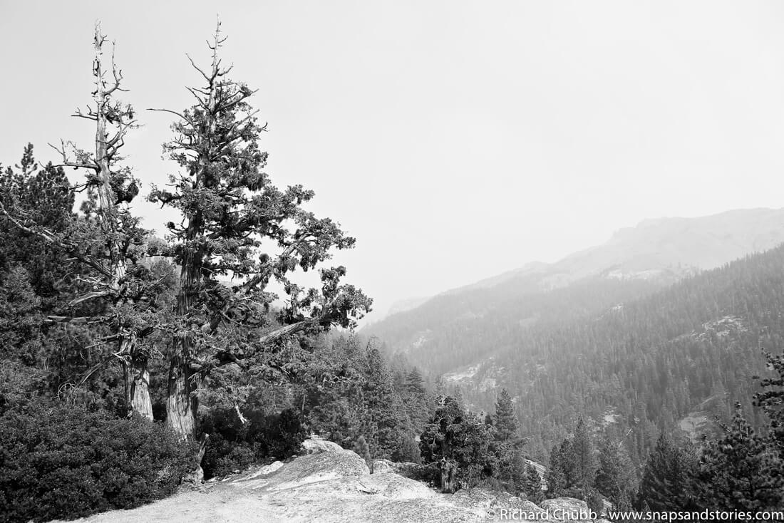 Black and white photograph of Stanislaus forest