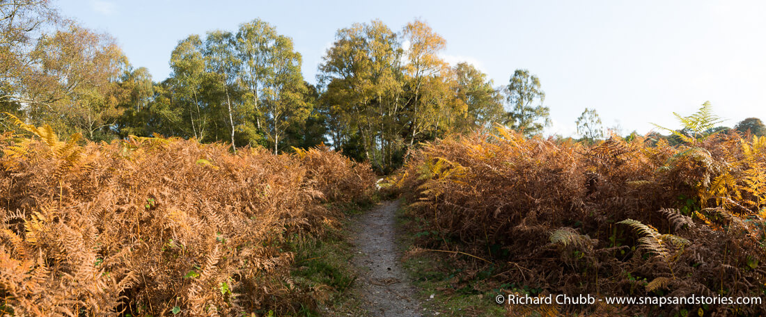 Autumn Colours in the New Forest