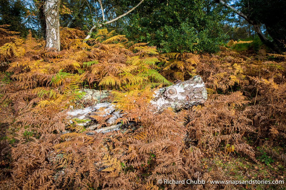 Autumn Colours in the New Forest