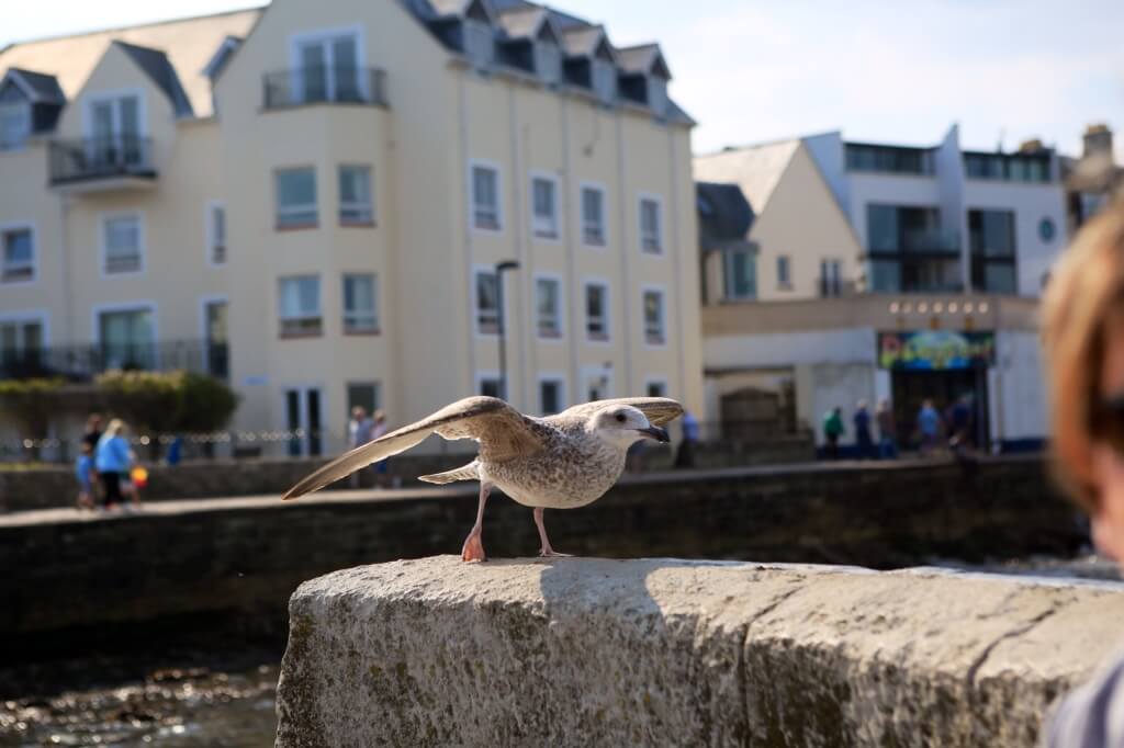 A day out to Corfe Castle and Swanage