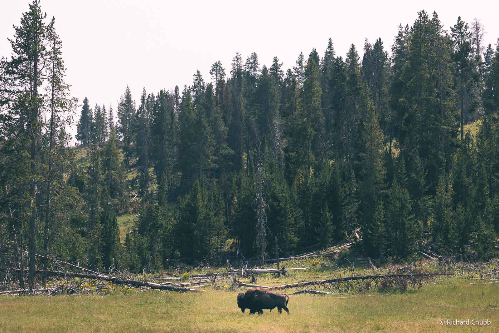 The beauty of Yellowstone