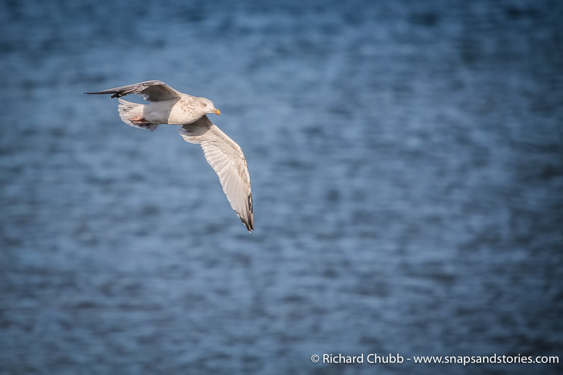 graceful bird photography