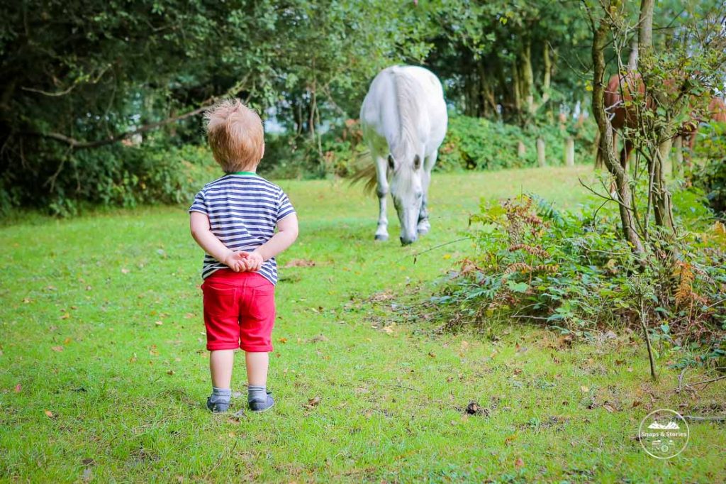 Free Things to do in the New forest